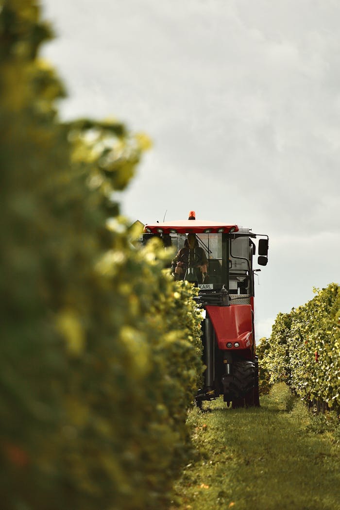 A red tractor harvesting grapes in a sunny vineyard.