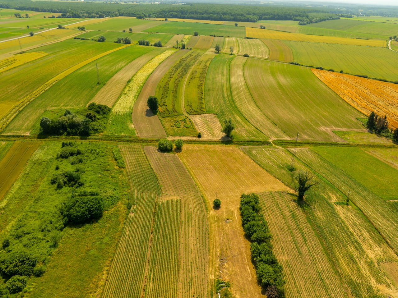 pexels photo 32543691.jpeg